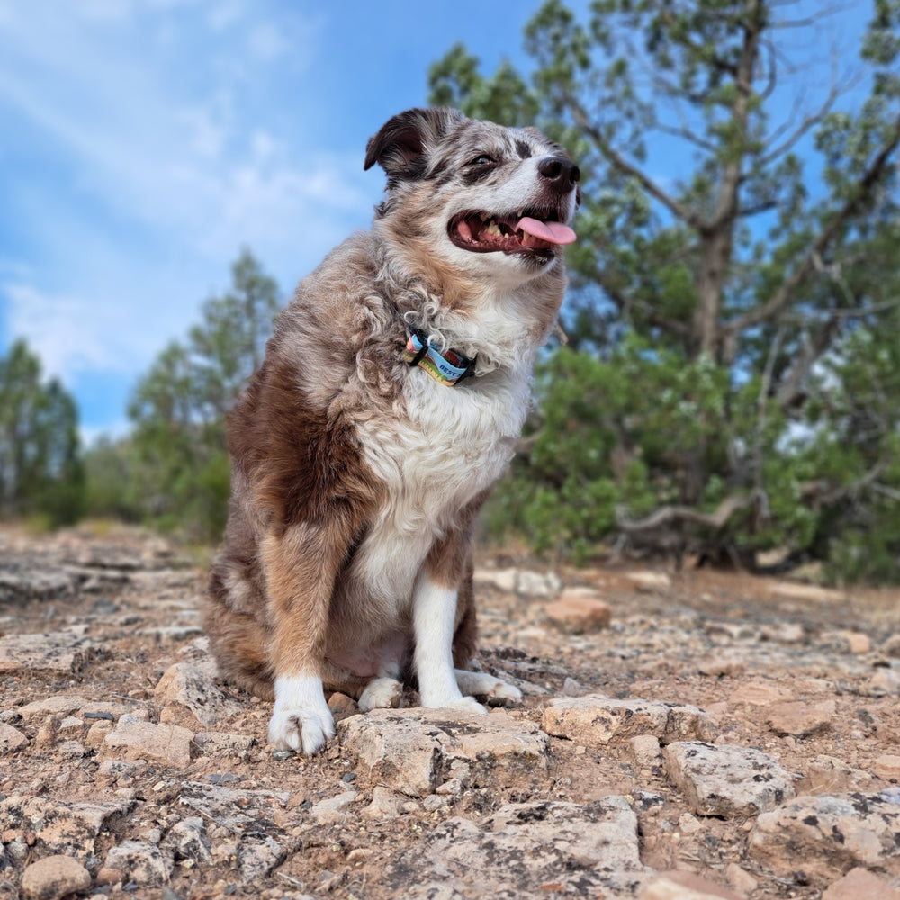 West Slope Best Slope dog collar